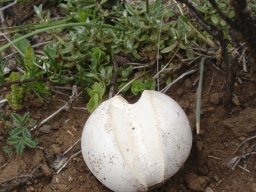 White fungus ball